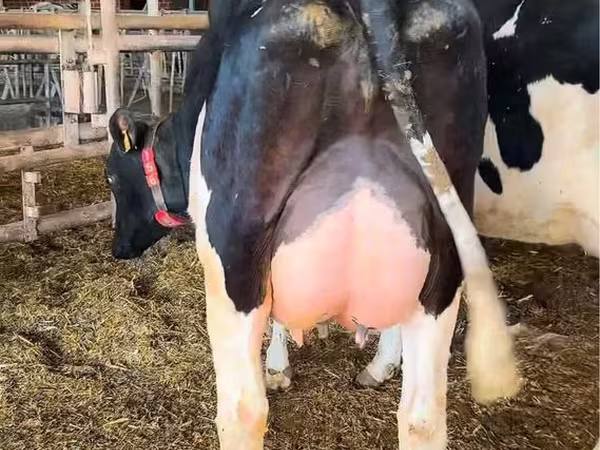 Kuh, Holstein-Rasse