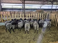 母羊, Romanov sheep — 照片 4