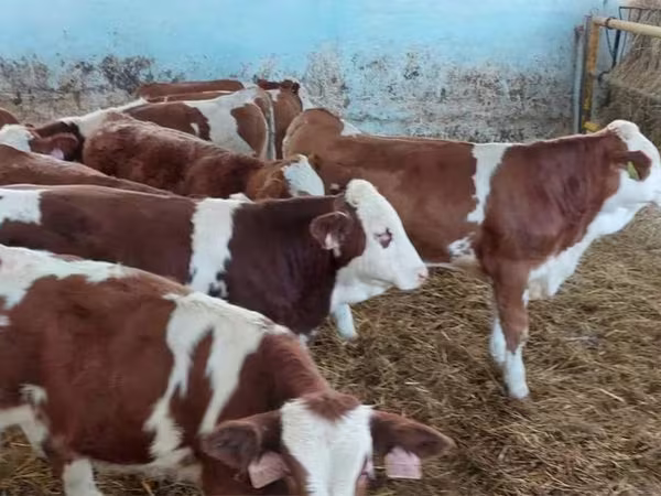 公牛, Simmental cattle