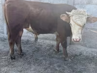Bulle, Kasachische Weißkopfkuh — Foto 1