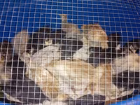 Turkeys — foto 1