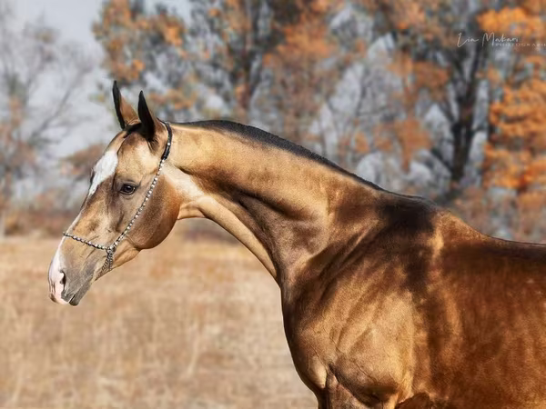 حصان, Akhal-Teke