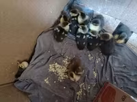 Ducks — الصورة 1