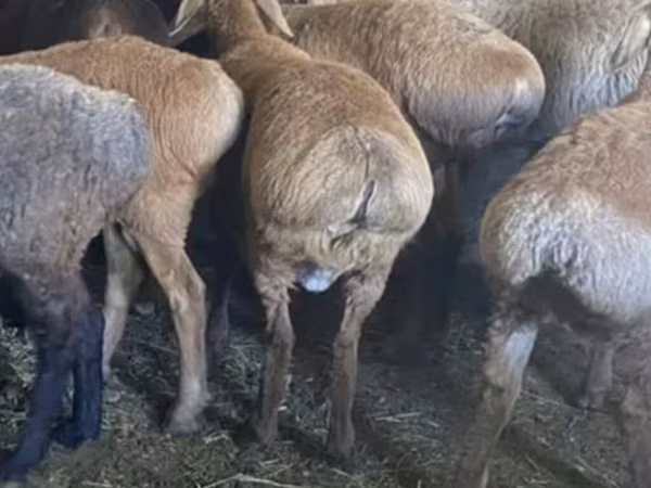 Schapen