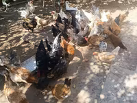 Chickens — الصورة 1