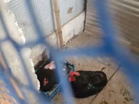 Chickens — foto 2