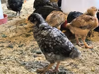 Chickens — Foto 1