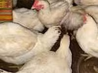 Chickens — الصورة 1