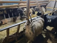 Goat, Goats — photo 5