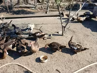 Ducks — foto 4