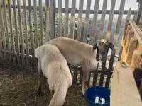 Widder, Edilbay sheep — Foto 2