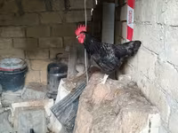 Chickens — Foto 7