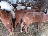 Qoramol (partiya, jinsi ko‘rsatilmagan), Simmental cattle — 6-rasm