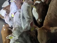 公牛, Simmental cattle — 照片 4