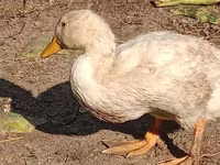 Domestic Muscovy — 2-rasm