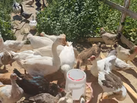 Geese — Foto 1