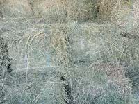 Vind baloți de lucerna 1 cosire-50lei/balot, a2-cosire 60lei balot.Sunt frunzoși și păstrați foarte — Foto 2