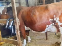母牛, Cattle — 照片 6