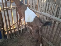 Ziege, Nubian Goat — Foto 7