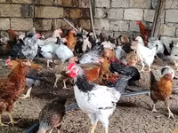 Chickens — Foto 7