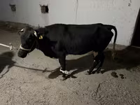 Kuh, Latvian Blue cattle — Foto 2