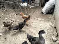Домашня мускусна качка — фото 1