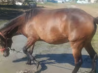 घोड़ी, Horse breed — फ़ोटो 4