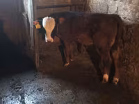 Сиыр, Simmental cattle — 5-сурет