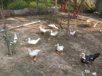 Ducks — Foto 1