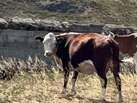 Kuh, Kasachische Weißkopfkuh — Foto 5