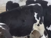 Бұқа, Russian Black pied cattle — 1-сурет