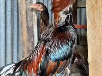 Chickens — 1-сурет