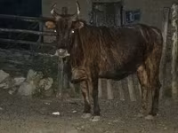 Bull, Cattle — photo 4
