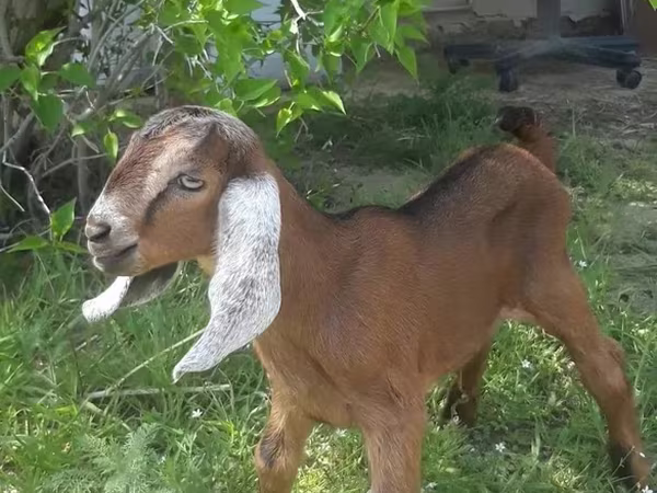 Ziegenbock, Nubian Goat