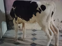 Kuh, Holstein-Rasse — Foto 1