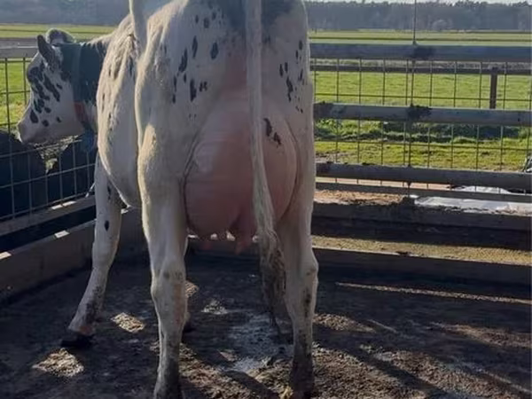 Cow, Holstein breed