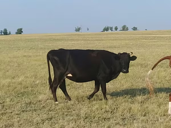 Bulle, Aberdeen-Angus