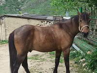 Hengst, Azerbaijan horse — Foto 4