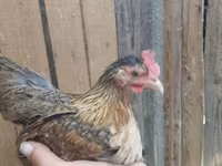 Japanisches Bantam — Foto 5