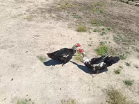 Ducks — 2-сурет