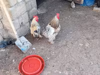 Chickens — Foto 2