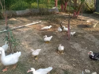 Ducks — Foto 3