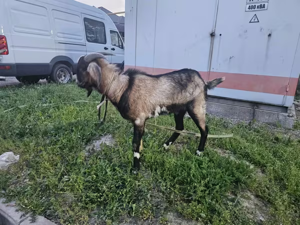 تيس, الماعز