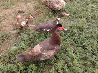 Ducks — foto 3