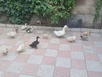 Ducks — 3-rasm