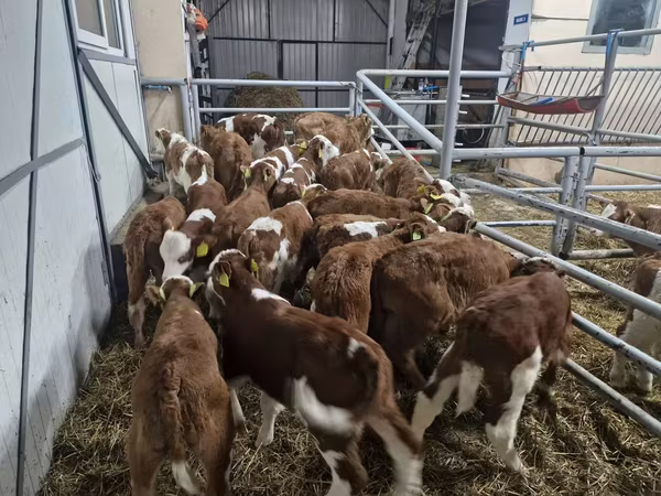 Bulle, Simmental cattle
