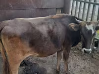 Cow, Cattle — photo 7