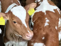 Rinder (Partie, Geschlecht nicht angegeben), Simmental cattle — Foto 7