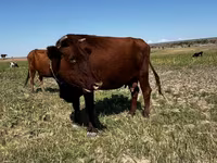 Kuh, Latvian Blue cattle — Foto 3