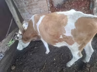Vaca, Simmental cattle — foto 4